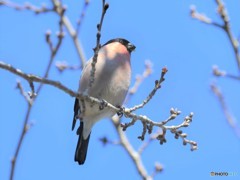 20190309-1　アカウソ