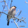 20190309-1　アカウソ
