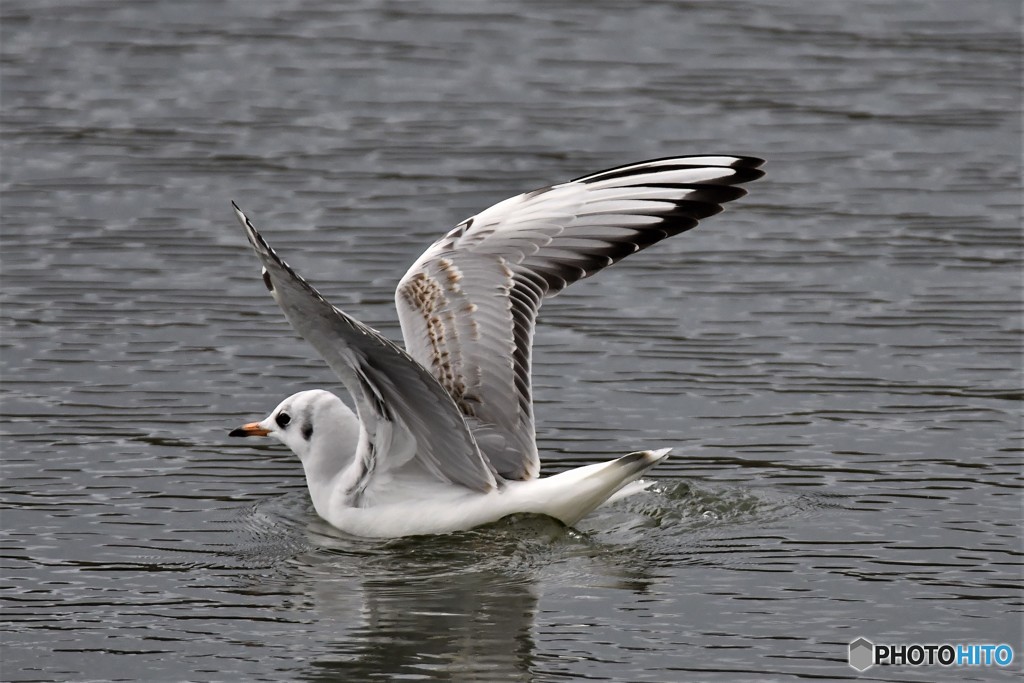 ユリカモメその4