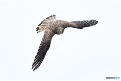 20180605-3 チョウゲンボウ