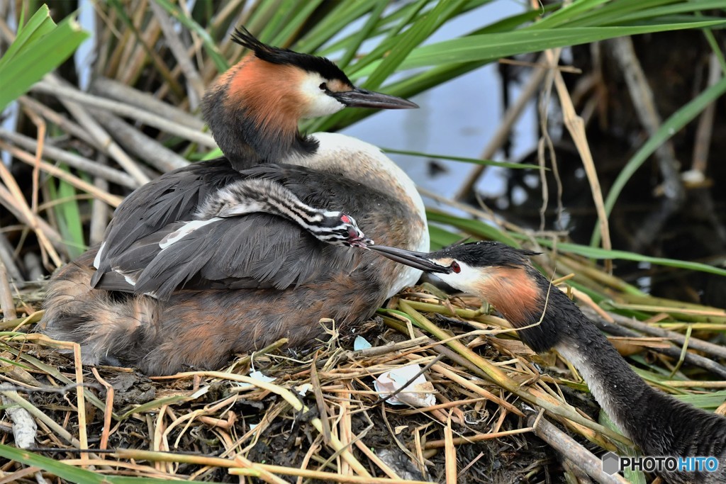 20180627-4 カンムリカイツブリ