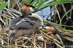 20180627-4 カンムリカイツブリ