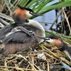 20180627-4 カンムリカイツブリ