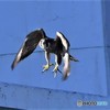 飛び立ち