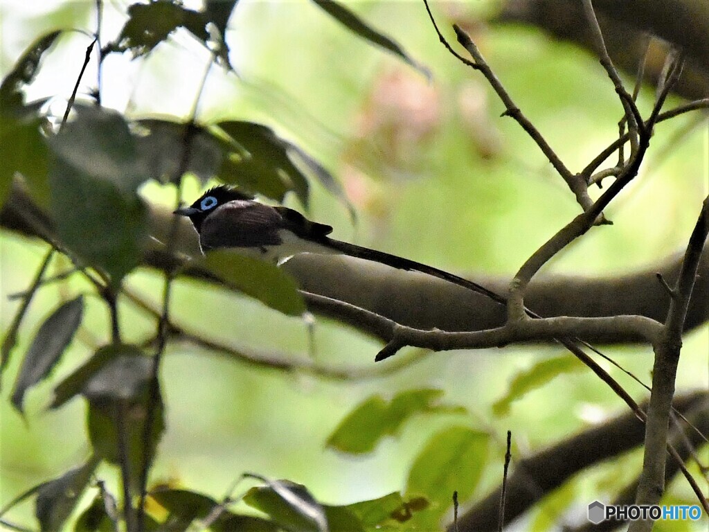 20200601　サンコウチョウ-3