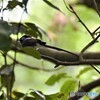 20200601　サンコウチョウ-3