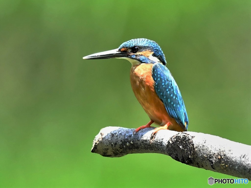 20190506-3　カワセミ