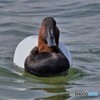 オオホシハジロ20180224-3