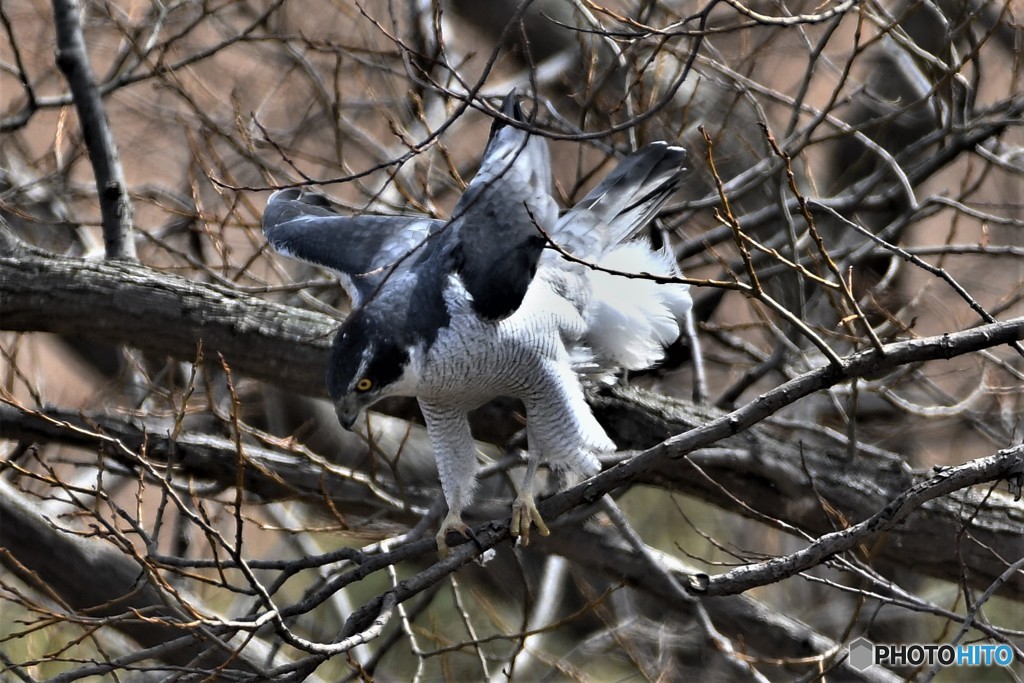 オオタカ 20180303-3