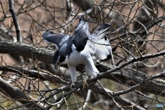 オオタカ 20180303-3