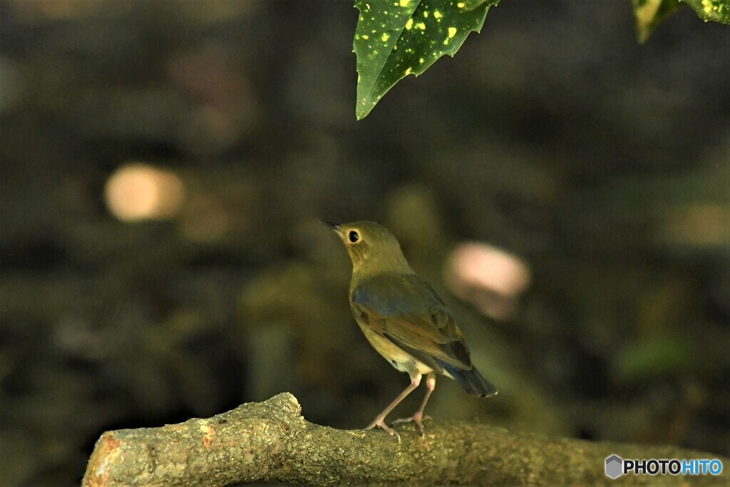 20190825　コルリの幼鳥-4