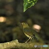 20190825　コルリの幼鳥-4