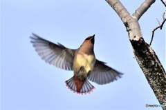 今日のヒレンジャクその4