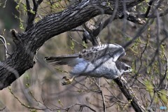 オオタカ 20180402-4