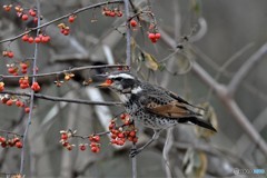 赤い実を食らう-2