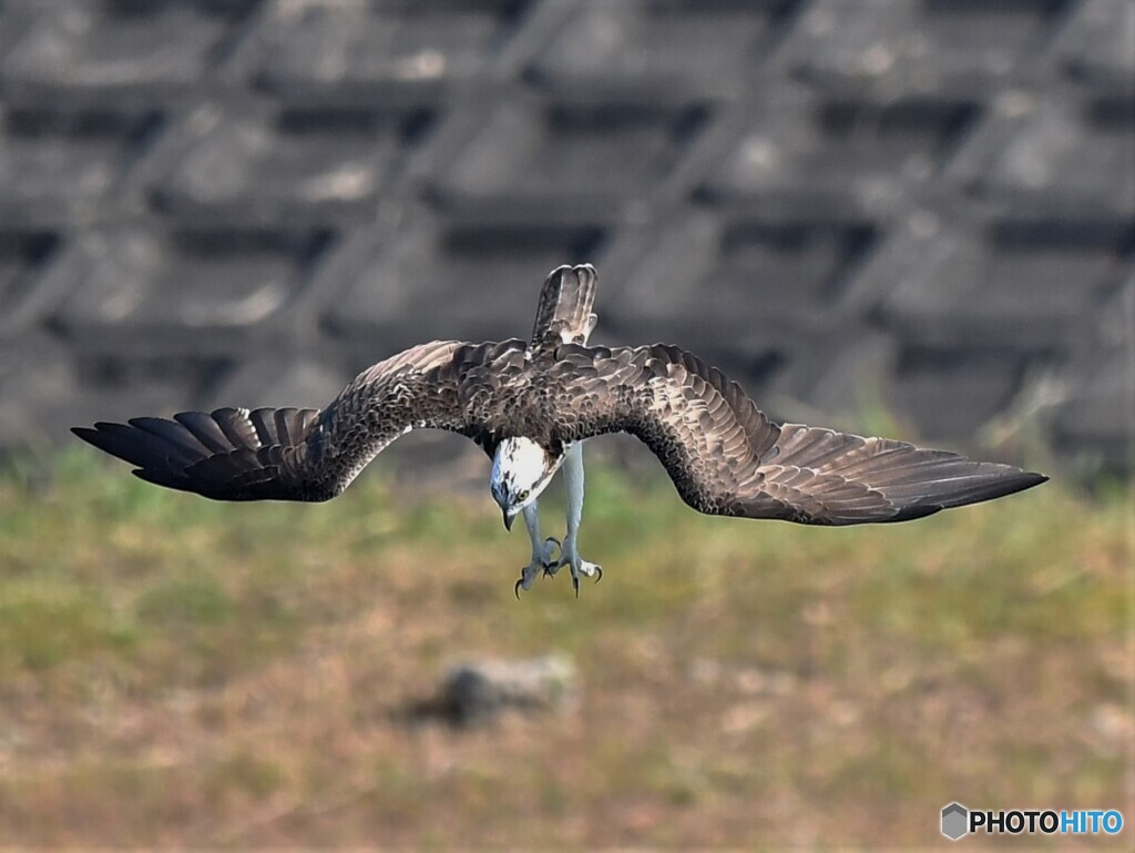 20191101　ミサゴのロックオン-1