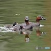 20190425-4　カイツブリ