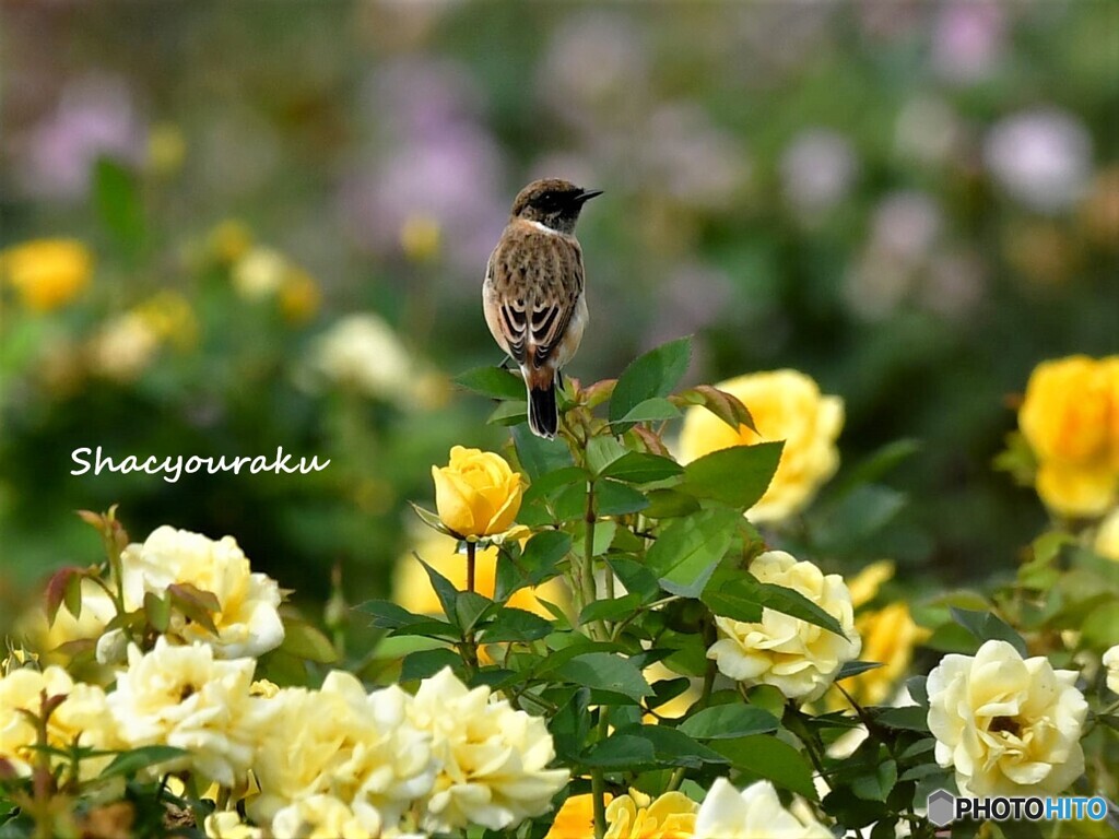 20221008　バラノビ➂