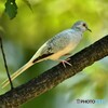 20190802　ウスユキバト-2