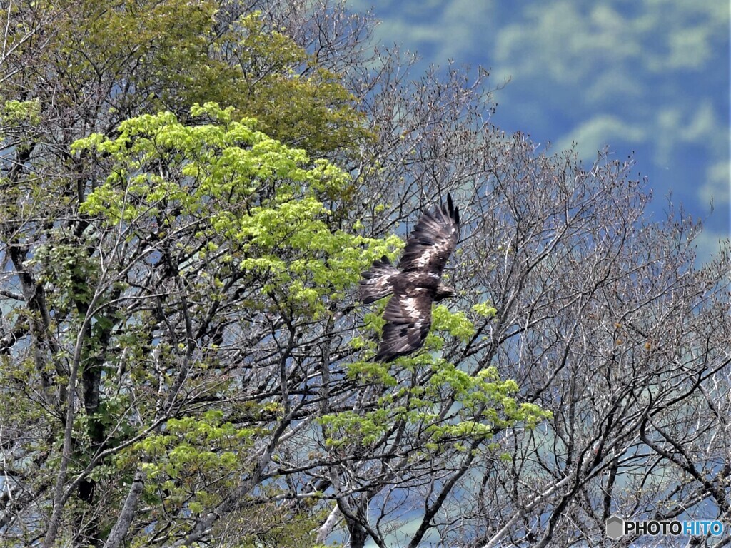 20210511　イヌワシ-4