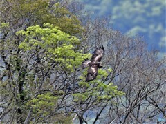 20210511　イヌワシ-4