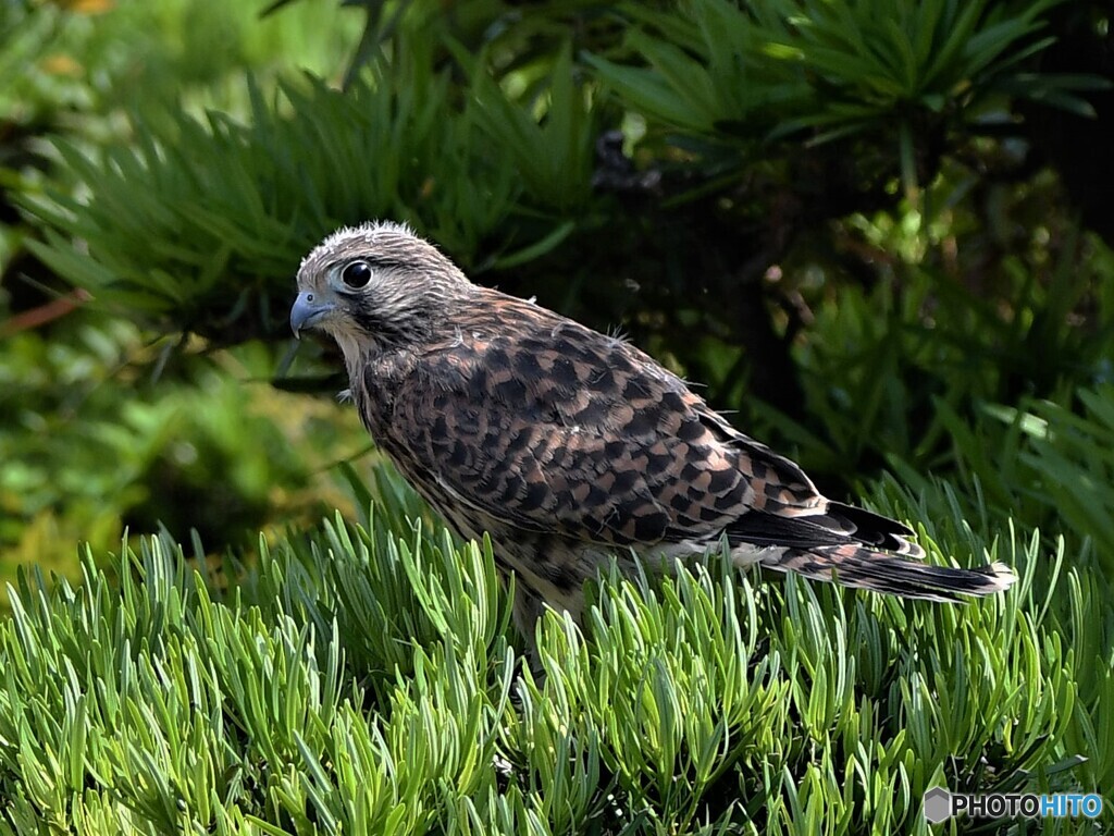 20200530　チョウゲンボウの雛-2