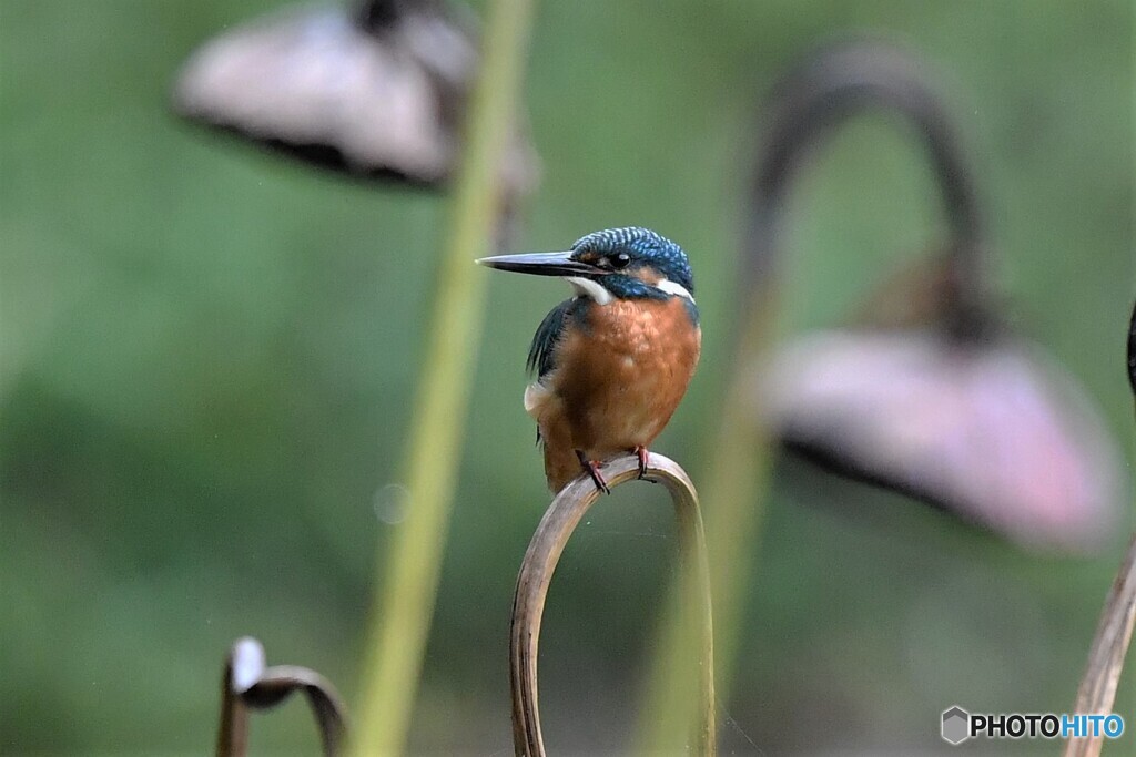 20191014　枯れ蓮カワセミ