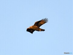 20191112　Golden Eagle-1