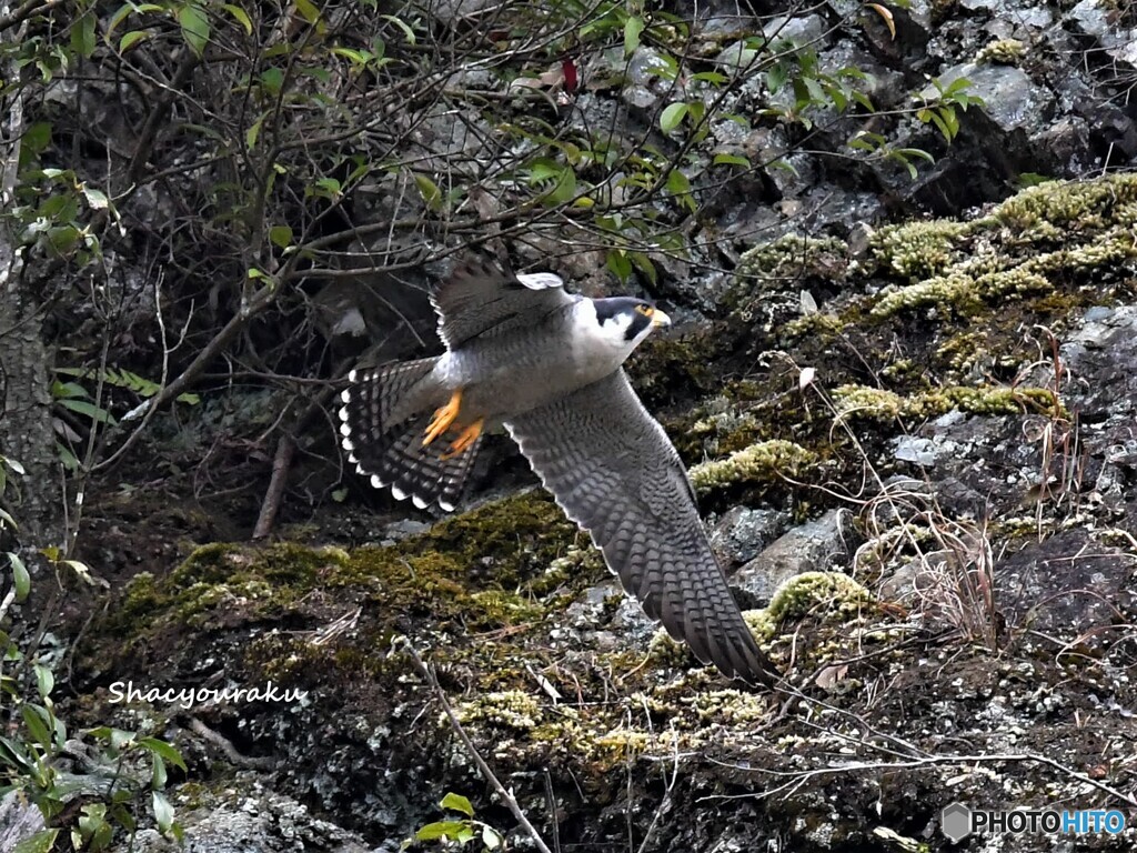 20220329　ハヤブサの飛び出し④