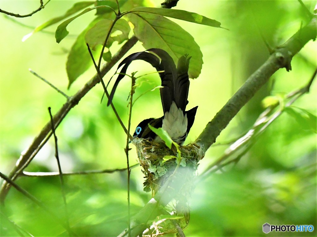 20190523-2　サンコウチョウ