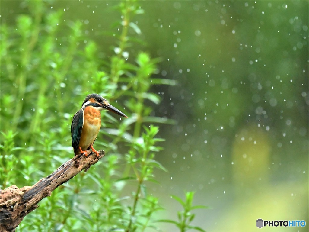 20190628　カワセミ-3