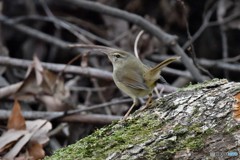 お詫び致します。