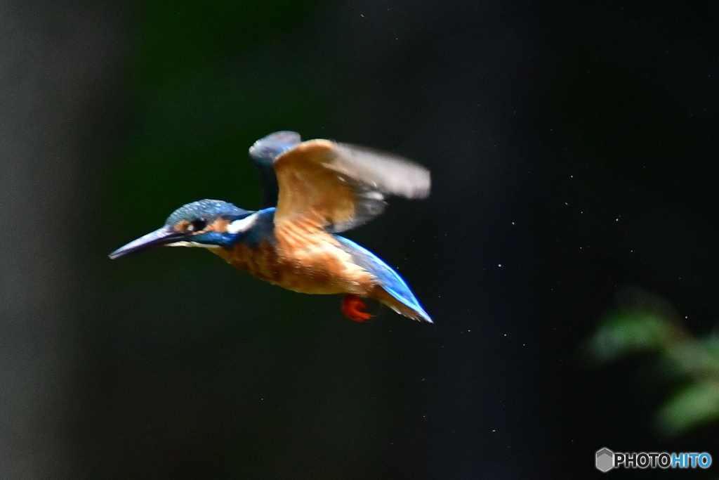 カワセミの飛翔