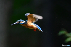 カワセミの飛翔