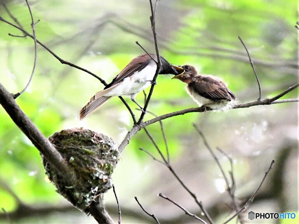 20210628　サンコウチョウの巣立ち-3