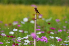 秋桜とノビタキその6