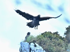 20180828 イヌワシ-4