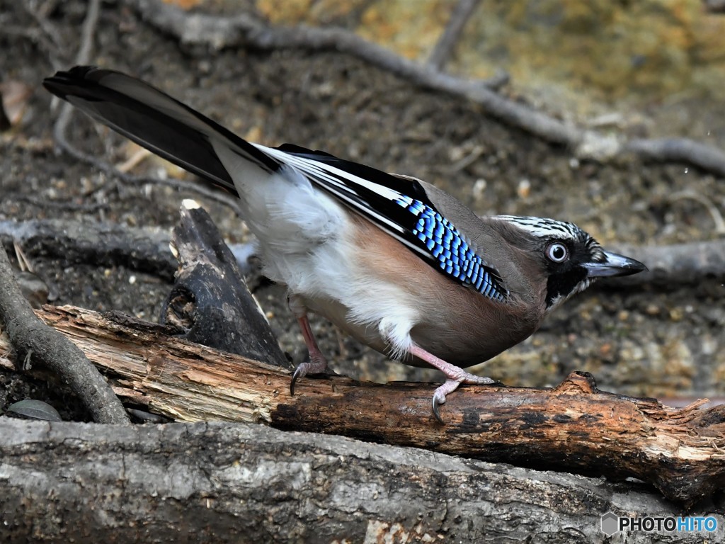 20190202-2　今日のカケス