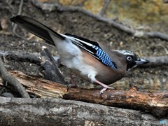 20190202-2　今日のカケス