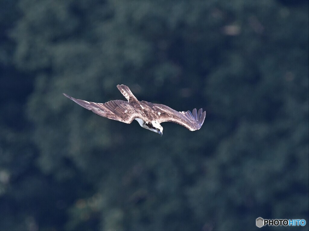 20210831　ミサゴ-1