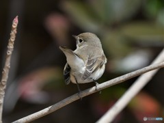 20190210-3　ニシオジロビタキ