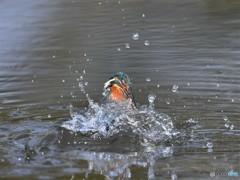 20190222-2　カワセミのドボン