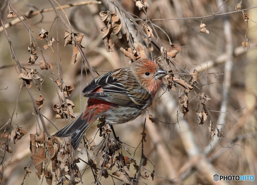 オオマシコその4