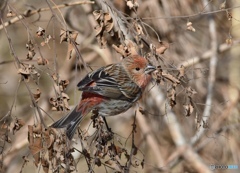 オオマシコその4