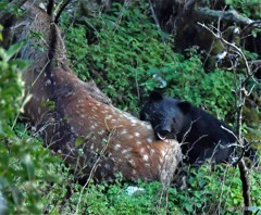 20180828 クマ-1