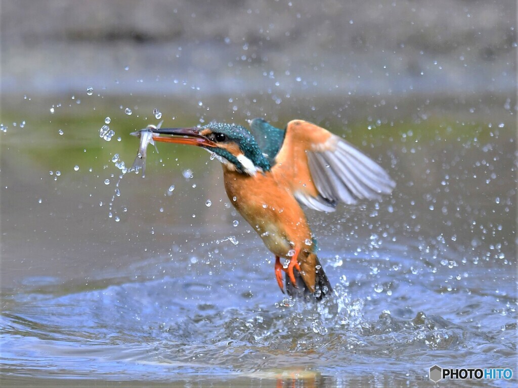 20210305　カワセミ-1