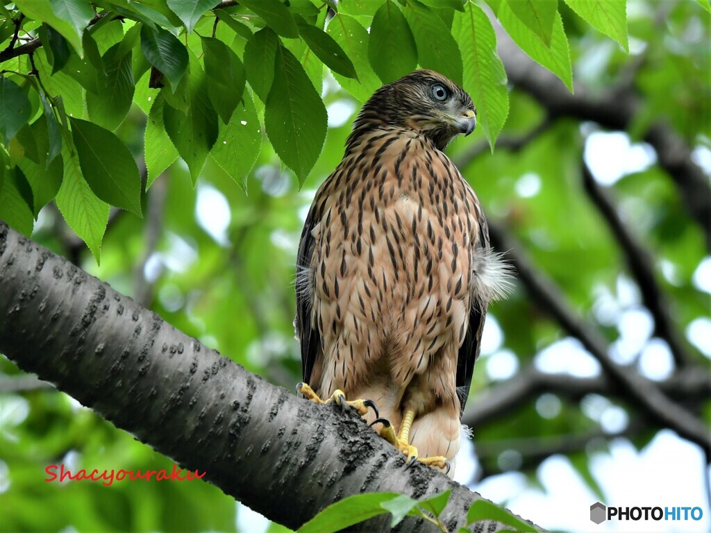 20220623　オオタカのヒナ➀