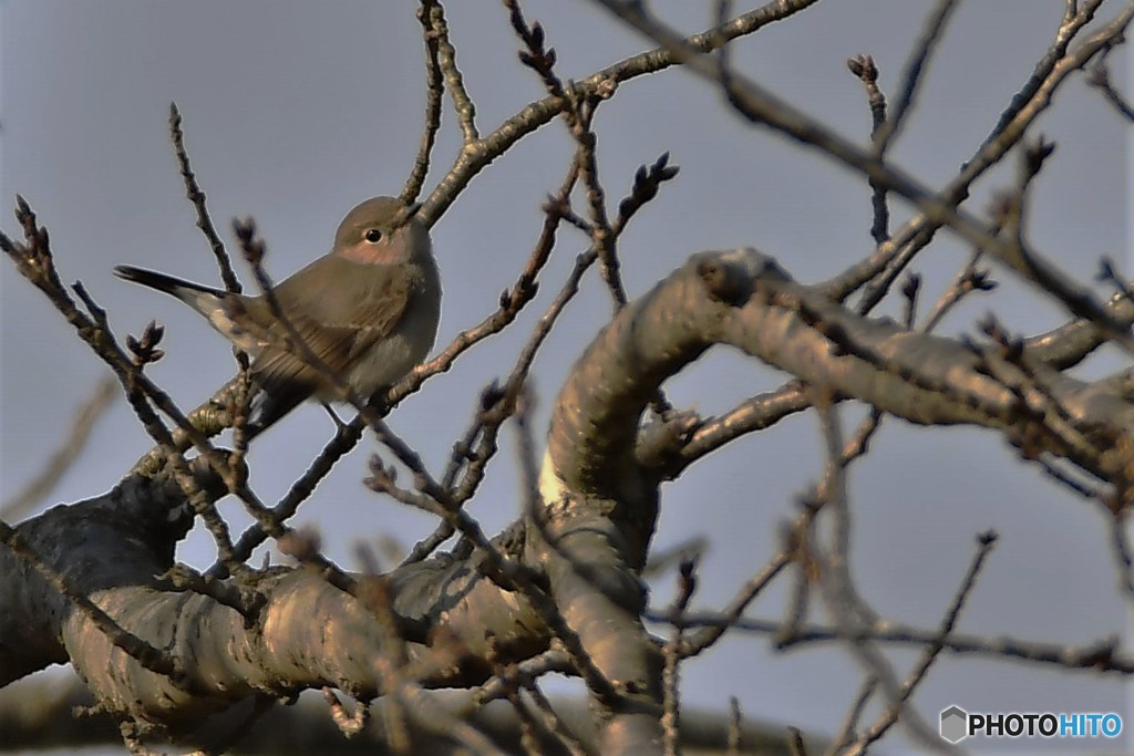 オジロビタキ♀その1