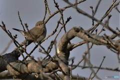 オジロビタキ♀その1