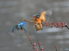 20190213-4　紅梅と翡翠